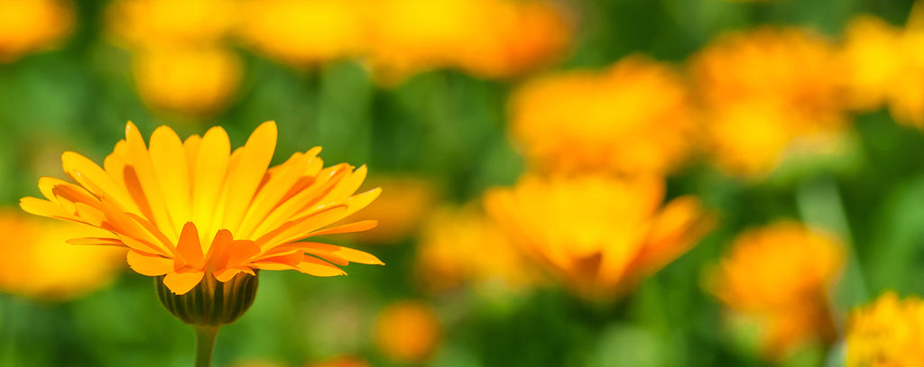 Field of Calendula flowers